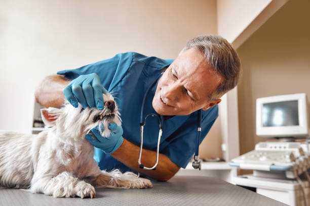 Best Emergency Dentist for Knocked-Out Tooth in Albany, OR